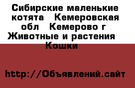 Сибирские маленькие котята - Кемеровская обл., Кемерово г. Животные и растения » Кошки   